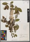 Foto von Salix wallichiana Andersson